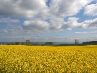 Rapsblüte