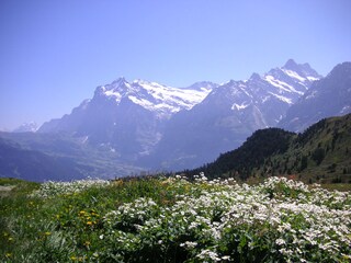 Grindelwald in spring