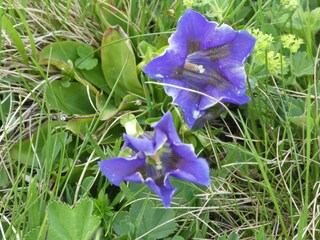 Gentian