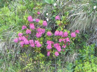 Alpine roses