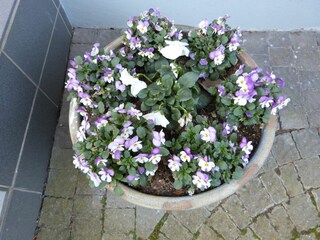 Appartamento per vacanze St. Peter-Ording Caratteristiche 18