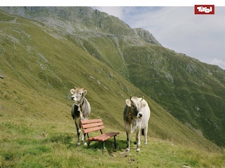 Appartement Kirchdorf in Tirol Environnement 24