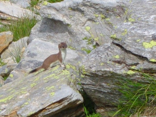 Steine und Tiere