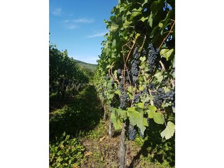Weinberge an der Ahr