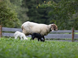 Appartamento per vacanze Kiens Registrazione all'aperto 15