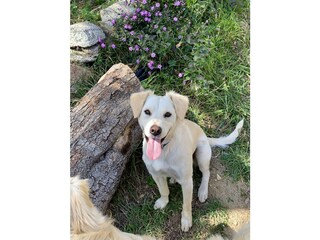 Villa Olbia Enregistrement extérieur 12