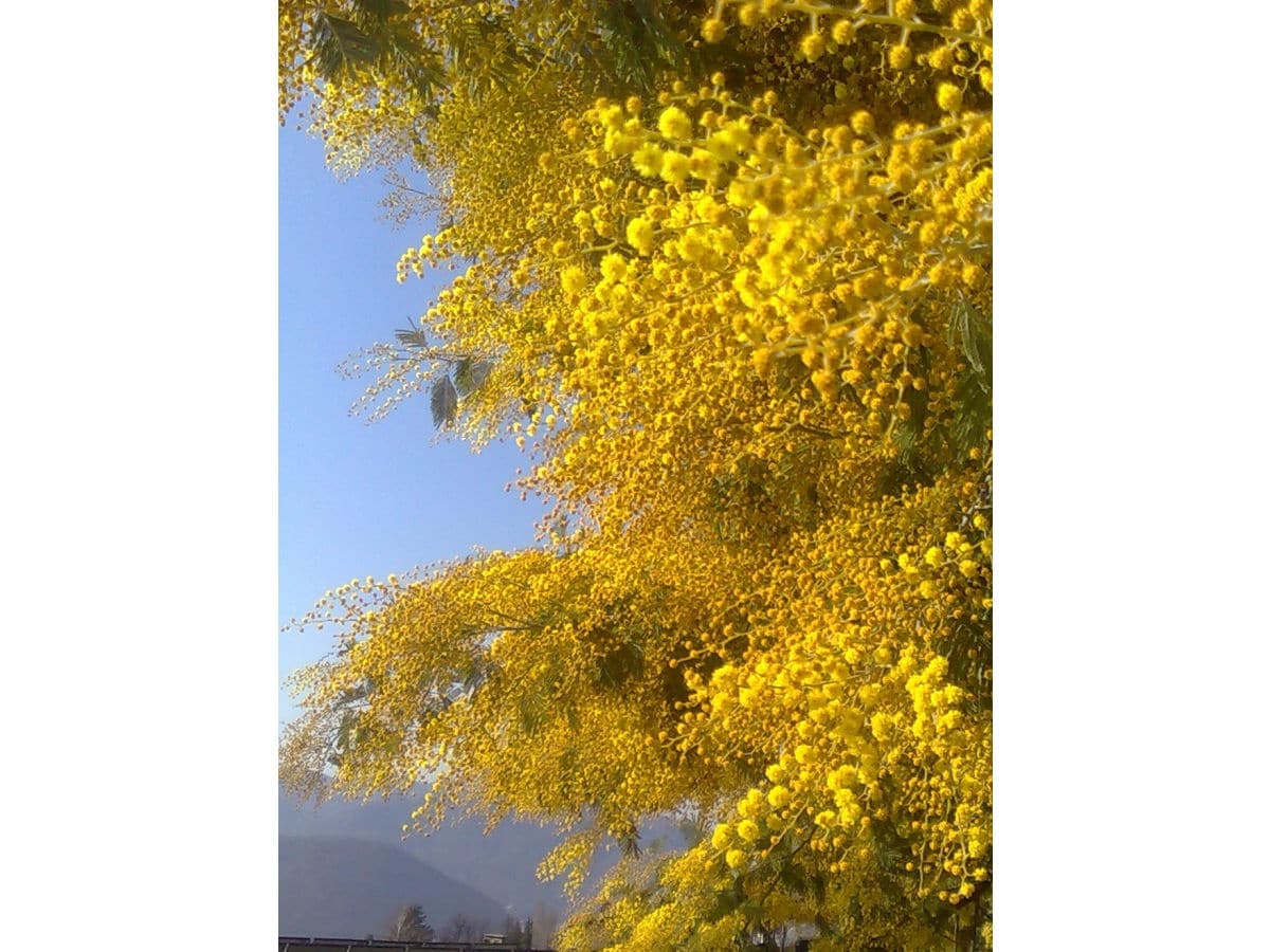 Mimosen im Frühling