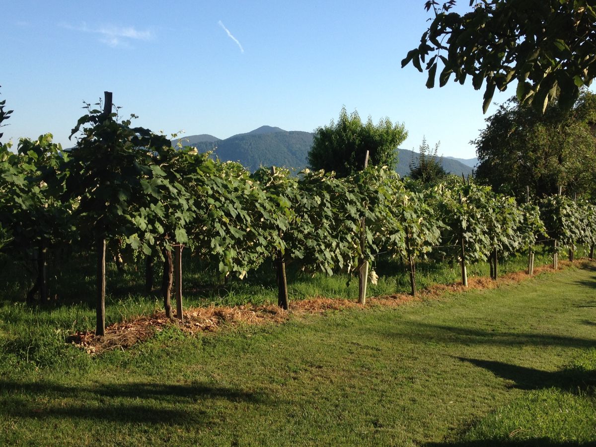 Weinberg im Sommer