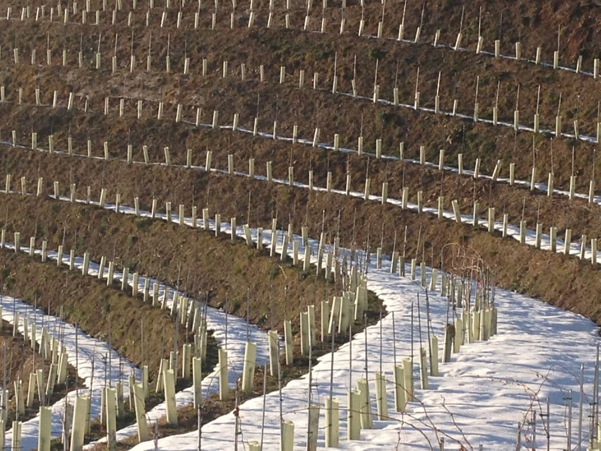 Weinberg im Winter