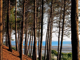 Maison de vacances Arcachon Environnement 25