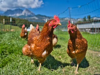 Appartamento per vacanze St. Johann in Tirol Registrazione all'aperto 12