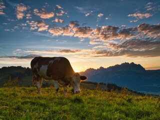 Vakantieappartement St. Johann in Tirol Omgeving 37