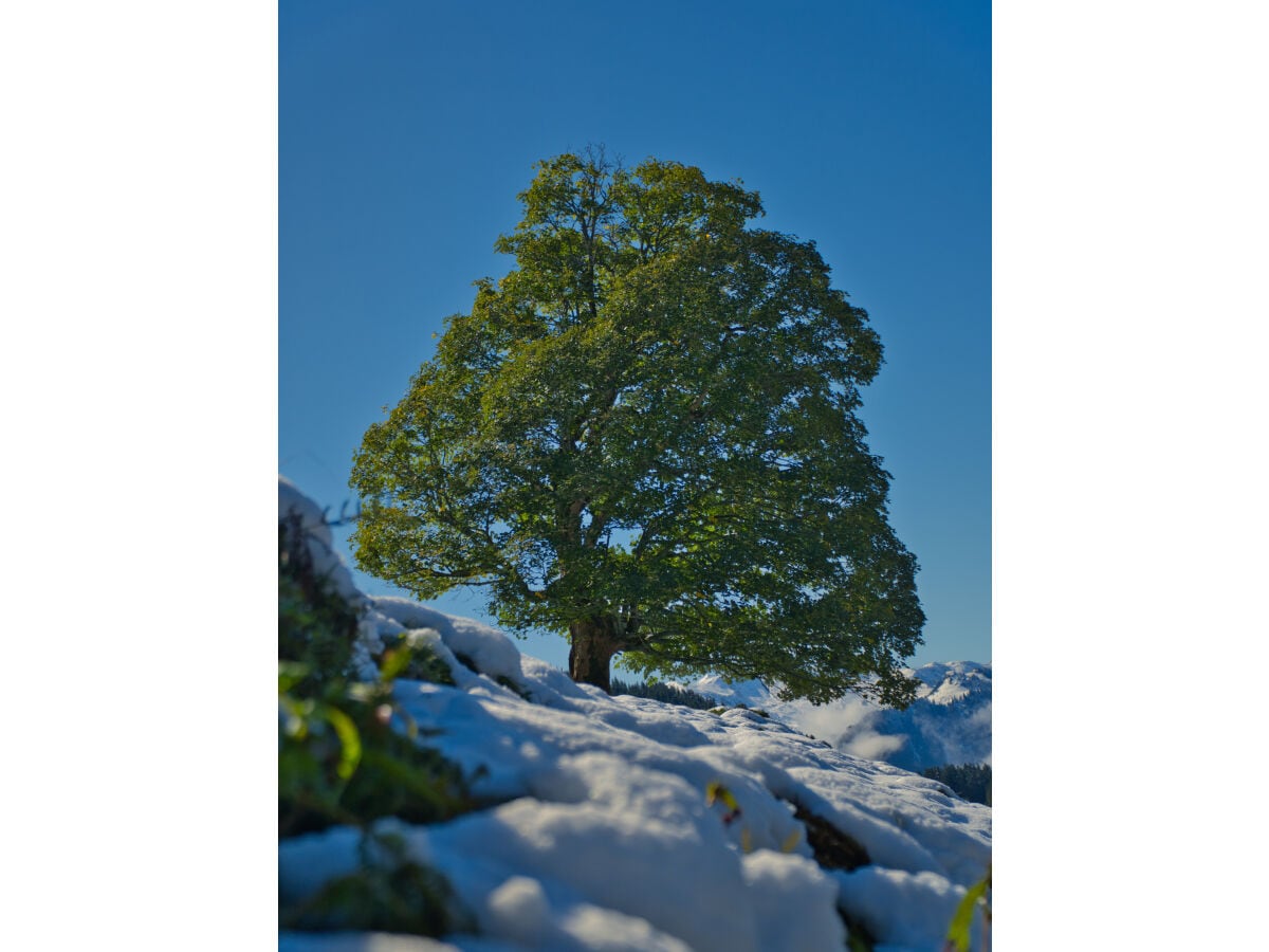 Ein wunderschöner  Baum in Oberndorf