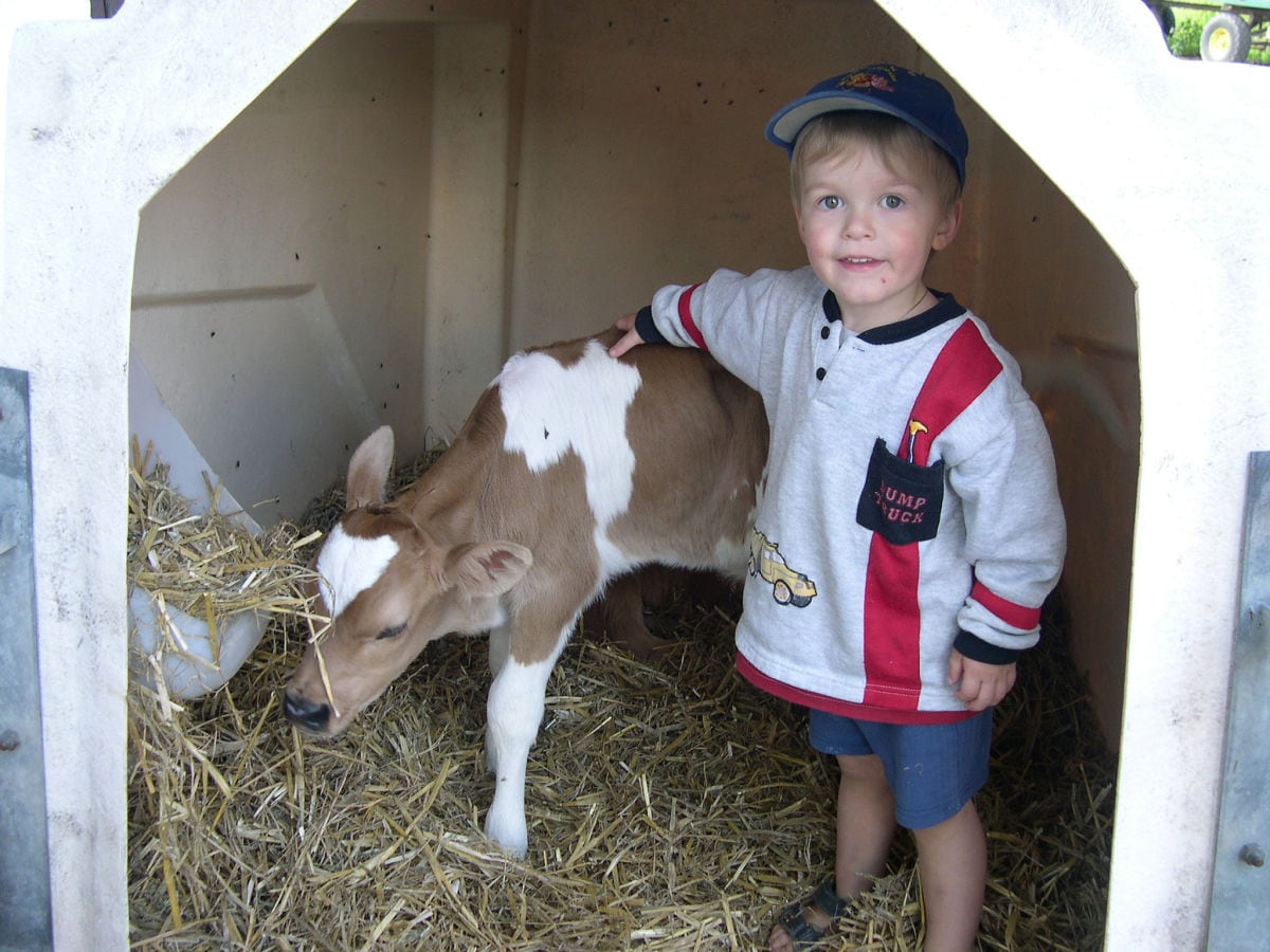 Mit den Babykälbchen kuscheln