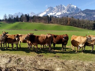 Appartamento per vacanze St. Johann in Tirol Ambiente 30