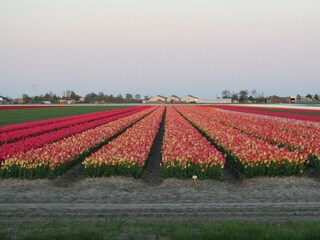 Bungalow Callantsoog Ambiente 20