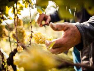 Appartamento per vacanze Terlan Registrazione all'aperto 9