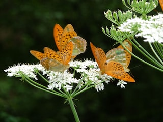 Schmetterlinge am Prissianer Bach