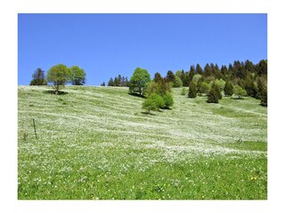 Narzissenfelder oberhalb Blonay im Juni