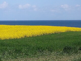 Rapsfeld auf der Steilküste