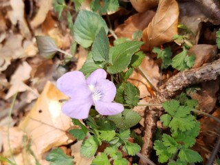 Appartamento per vacanze Kargow Ambiente 33