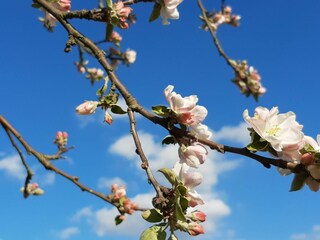 Appartamento per vacanze Kargow Ambiente 35