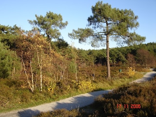 Dünen und Wald Schoorl