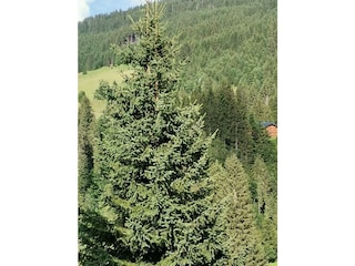 Holiday house Hirschegg im Kleinwalsertal Environment 13