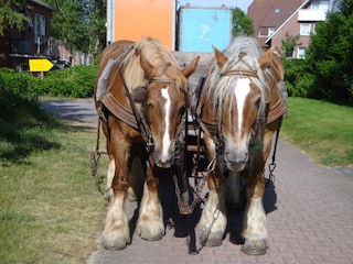 Sie transportieren alles!