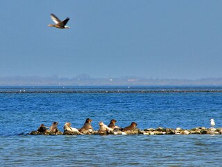 Casa per le vacanze Brouwershaven Ambiente 29