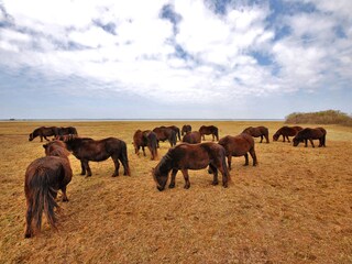 Casa per le vacanze Brouwershaven Ambiente 13