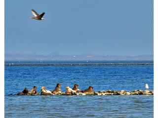 Vakantiehuis Brouwershaven Omgeving 15