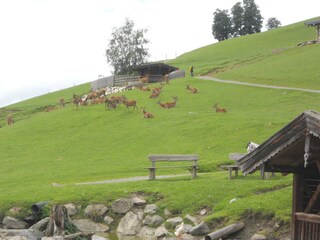 Appartamento per vacanze Mittersill Ambiente 18