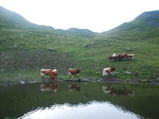 Appartamento per vacanze Mittersill Ambiente 15