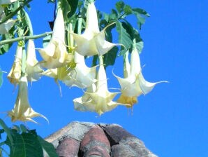Vakantiehuis Maison Oliveira