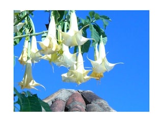 Datura  blüht in 3 Meter Höhe