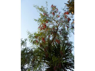 Vakantiehuis Cabanas Buitenaudio-opname 6