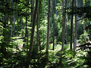 Local Forest