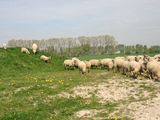 Appartamento Cadzand-Bad Ambiente 14