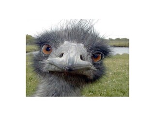 Appartamento Cadzand-Bad Ambiente 18