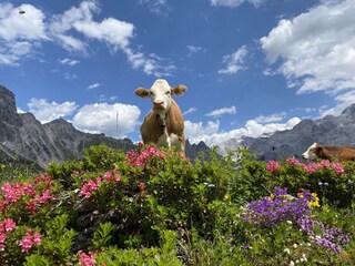 Wanderparadies Dachstein