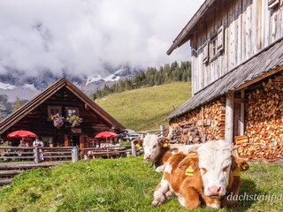 Auf der Alm in Ramsau - da ist´s schön!