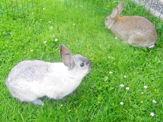 Unsere Zwergkaninchen