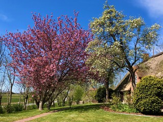 Frühling bei uns in Westerhever