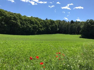 Vakantieappartement Rieden (Eifel) Omgeving 26