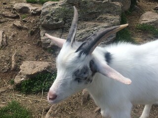 Appartamento per vacanze Millstatt Ambiente 31