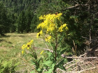 Appartamento per vacanze Millstatt Ambiente 32