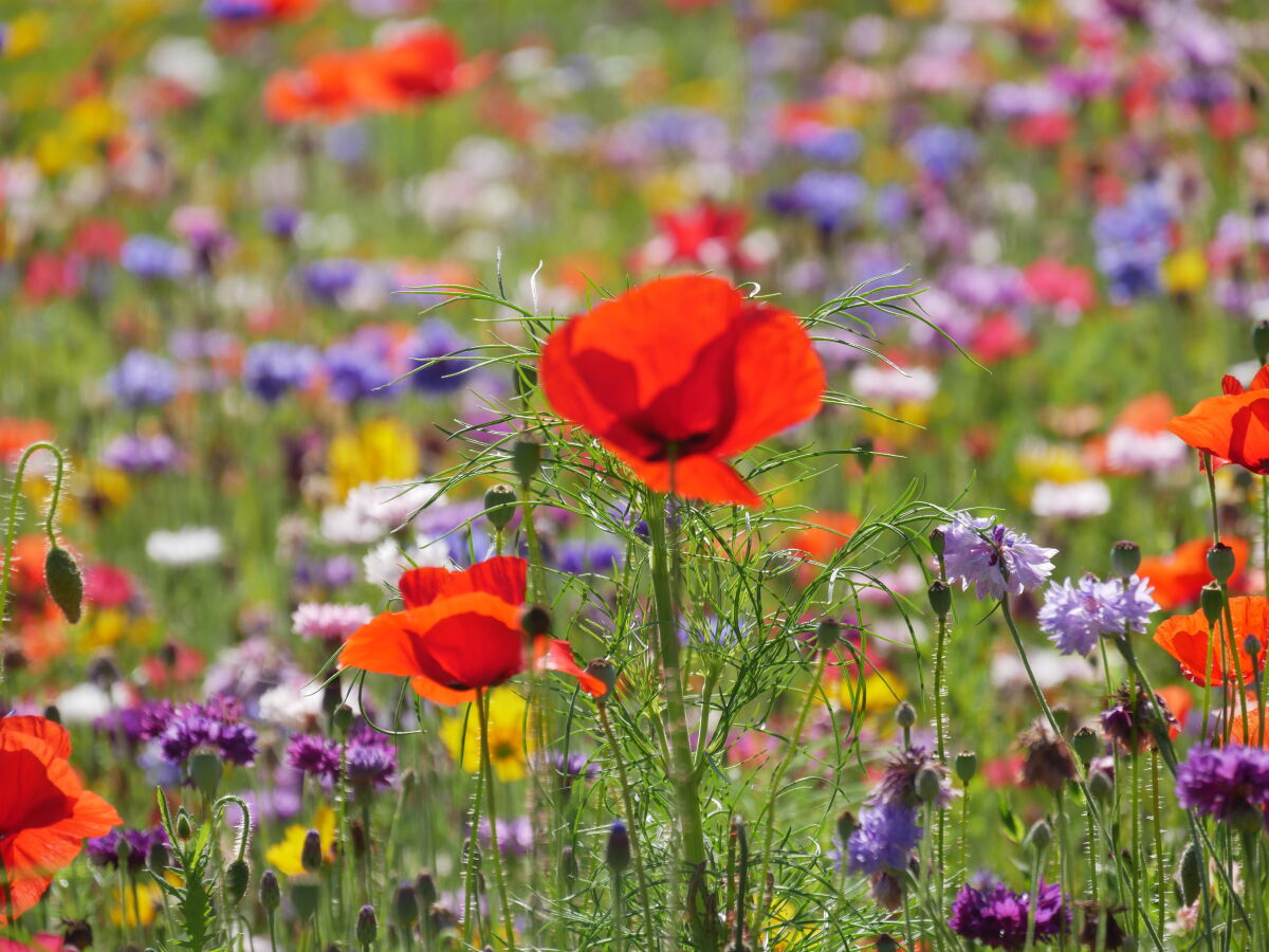 Unsere Blumenwiese