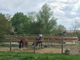 Paddock vor der Führanlage