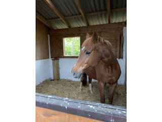 Unsere Shakira im Stutenstall